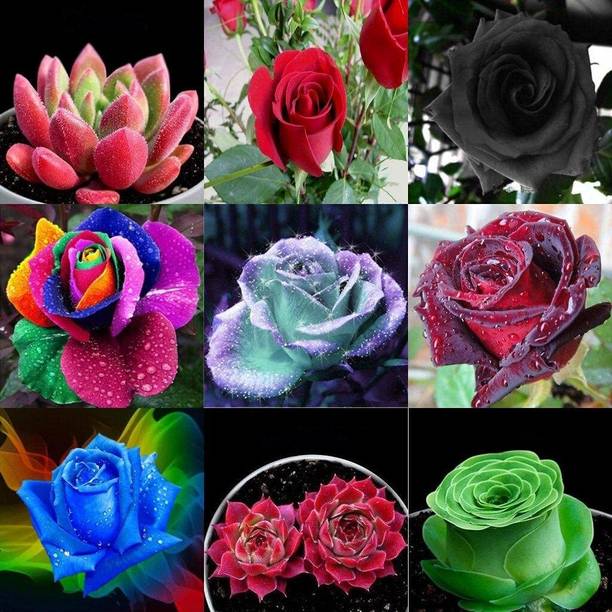 LPR GULAB ,ROSE Seed