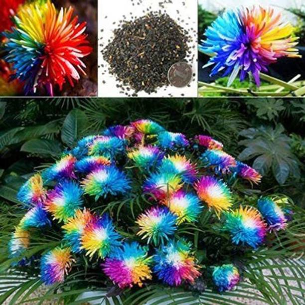 prev Chrysanthemum Seed