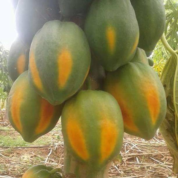 SREE Hybrid Taiwan Red Lady Papaya Seeds For Home Garde...