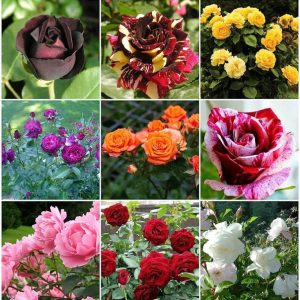 CRGO ROSE , GULAAB Seed