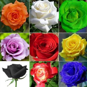 CYBEXIS PAU-62 - Mixed Multicolored Rose Flower - (900 ...