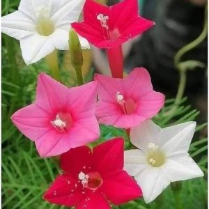 BJUBAS Star Glory Flower plant seeds for home gardeing ...