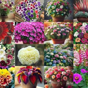 NooElec Seeds India 1150+ SEEDS-16 Variety of Flower Se...