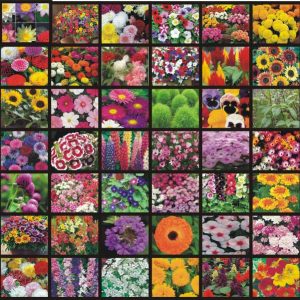 Vrisa Green 40 Variety of Flower Seeds Combo Seed