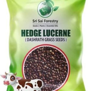 SRI SAI FORESTRY Hedge Lucerne Grass Seeds, Dasharath G...