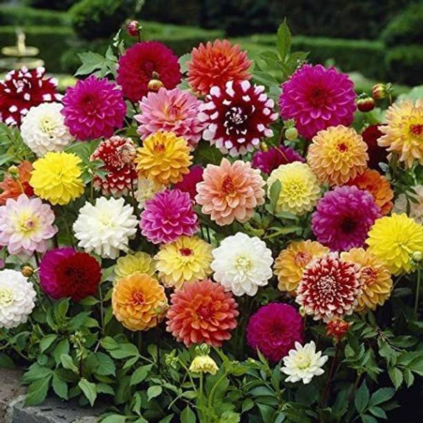 VibeX XLR-91 - Rare Dahlia - Non-GMO - (60 Seeds) Seed