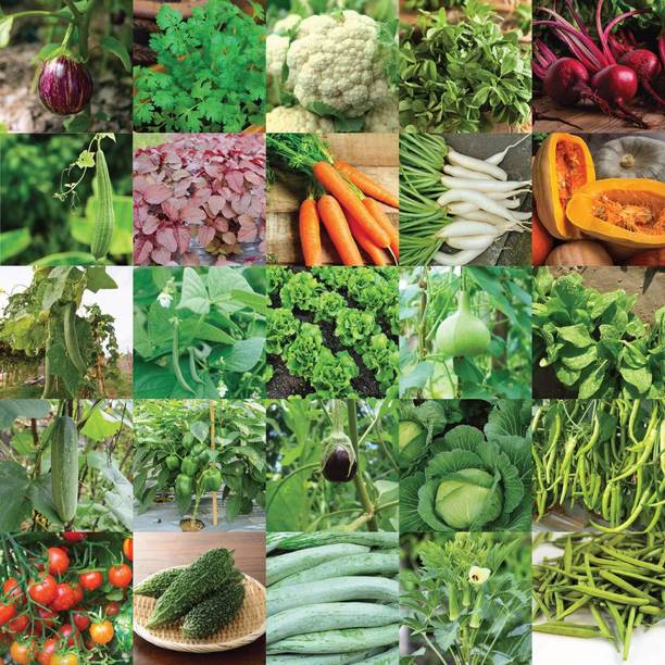 Aero Seeds Vegetable Bank For Home Garden Varieties - 1...