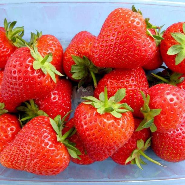 FRESHO Strawberry Seed