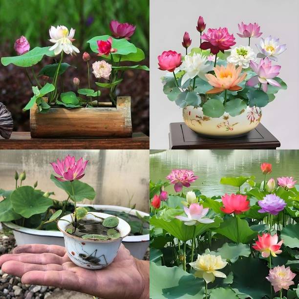 ibains Japanese lotus seeds for planting in water bij 2...