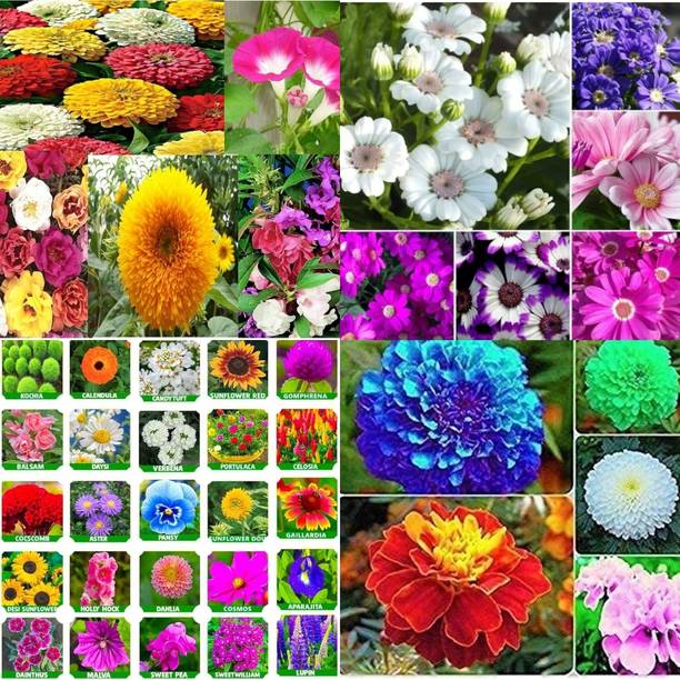 ibains Flower bees biij 225 Seed