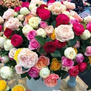 Biosnyg Rose Tree,Rose Fresh Plant Seeds for Planting 5...