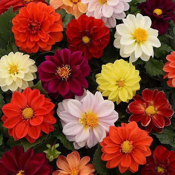 Paudha Dahlia Seed