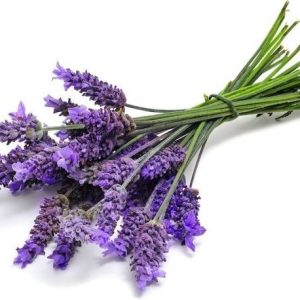 U-GROW INDIA PURPLE LAVENDER HERB Seed