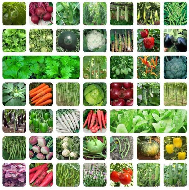 Greenery Hub 45 Vegetable Seeds Combo For Home Gardenin...