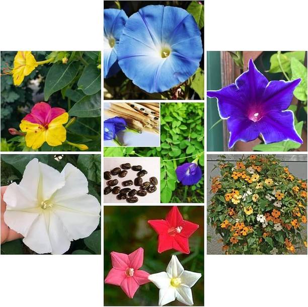 ibains All flower plant seeds Seed