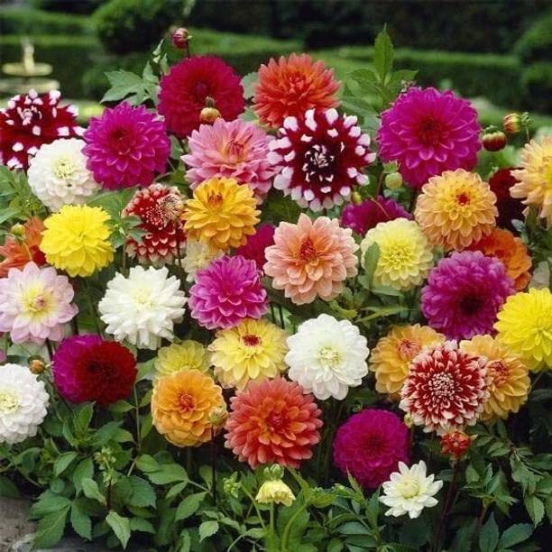 STYA SONS DAHLIA Seed