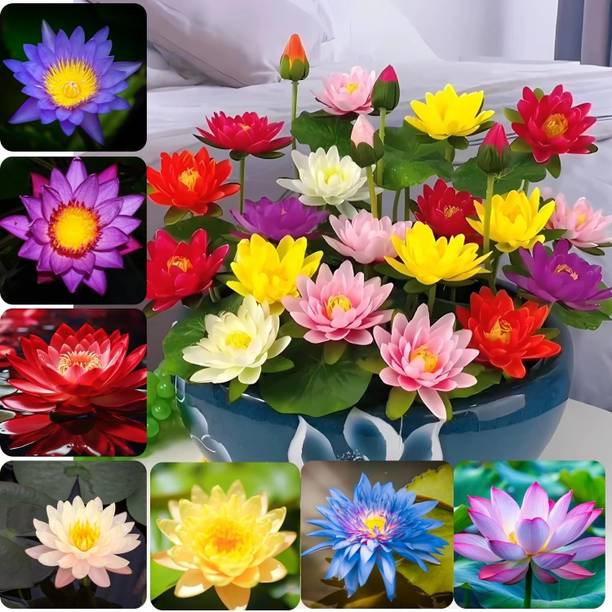 Bee graden Hybrid Japanese Lotus Seeds – 25pcs, 95% Ger...