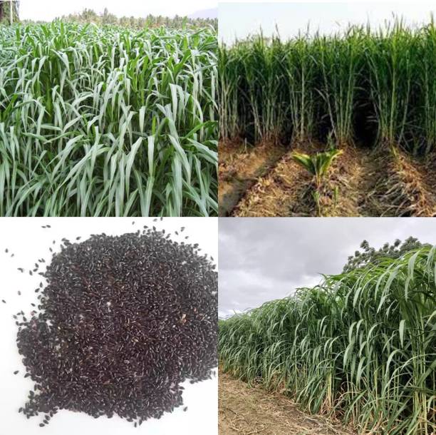 ibains American 5g napier grass seeds 1300 Seed